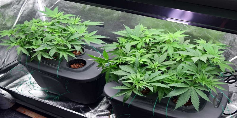 Выращивние марихуаны способом гидропоники